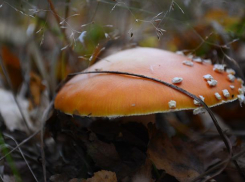 Волжане стали чаще травиться грибами