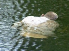 В Волжском на Козьем пляже нашли труп мужчины с простреленным лицом