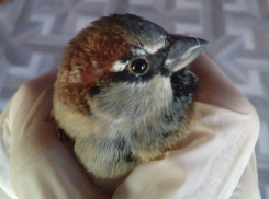 Волжанка выпустила свою «птицу счастья» в Киляковке