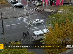 В Волжском на камеры попала драка: водитель маршрутки не поделил дорогу с пешеходом