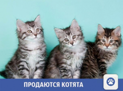 Волжанам предлагают купить чудесных котят