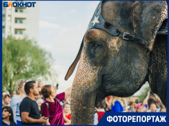 Шествие слонов на улицах Волжского запечатлел фотограф