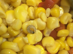 Мясистого червячка обнаружила волжанка в кукурузе по акции