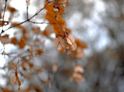 Три градуса тепла пообещали волжанам в четверг