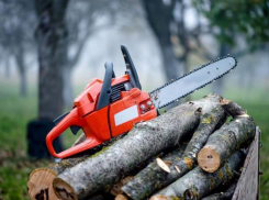 Мужчина спилил деревья и заработал только срок