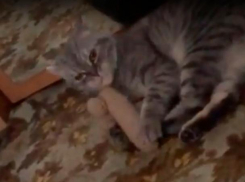 Волжский кот полюбил мужской детородный орган