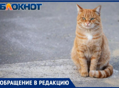 «В Волжском истребляют кошек», - возмущена местная жительница