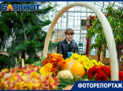 Плачут хризантемы росными слезами: в Волжском проходит цветочный бал