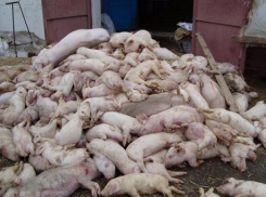 На рынки города могло попасть мясо свиней больных чумой в Среднеахтубинском районе