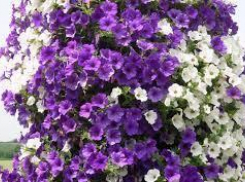 Вандализм двух жительниц Волжского привел к новым цветочным клумбам в городе