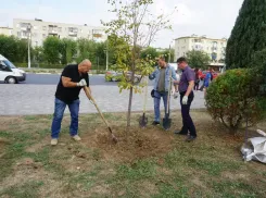 Липовое благоустройство в День ОМОНа: в Волжском посадили молодые саженцы