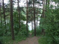 Волжский планируют окружить лесами