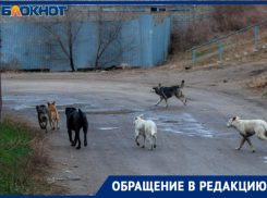 Нападают на детей и домашних животных: волжане жалуются на бродячих собак 
