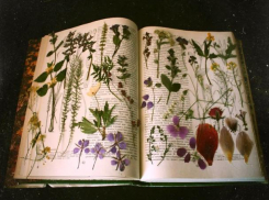 О растениях региона расскажет Hortus Botanicus