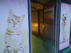 Алчные ветеринары продолжают калечить домашних любимцев волжан