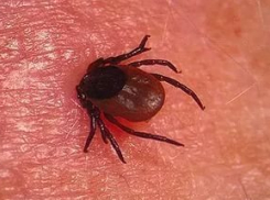 Волжан призывают соблюдать необходимые меры безопасности при обнаружении клещей на теле