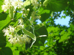 В Волжском у дворца творчества «Русинка» появилась аллея молодых лип