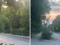 Не дайте деревьям стать убийцами! Волжанка бьет тревогу из-за опасности у дорог