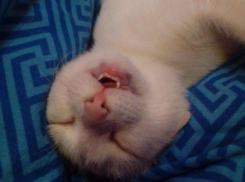 Блаженный сон пленил милого языкастого котенка в Волжском