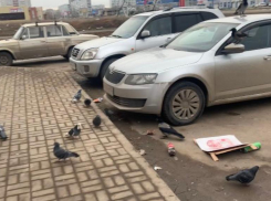 Куча мусора и довольные вороны на авто: волжанка сняла территорию возле «Магнита» в 38 микрорайоне