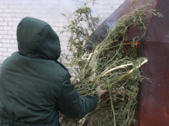 Волгоградские наркополицейские уничтожили в огне более 5000 разовых доз