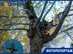 Странные деревья Волжского: почему они такие?