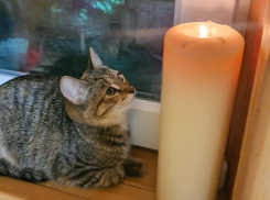 В Волжском зооволонтер в поисках любящих сердец для котят