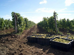 На волжских прилавках появятся дубовские и среднеахтубинские вина