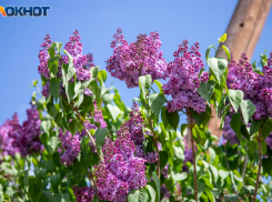 В Волжском на следующей неделе начнут обработку растений от вредителей