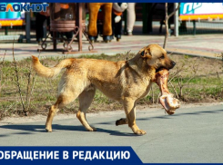 «Стая просто налетела не меня»: дикие собаки едва не искалечили молодую девушку в Волжском