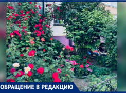 «Оазис из роз в городской пыли создали соседи», - волжанка о рукотворной красоте во дворе МКД