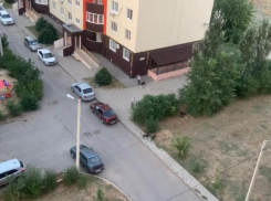 Бездомные собаки набросились на хозяйку с питомцем в Волжском: видео