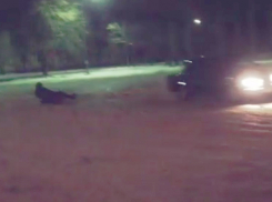 «Покатушки» на плюшке с забавными криками устроили волжане