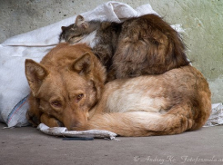 Волжане просят власти не отстреливать бездомных животных