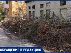 Новогодние елки и не только гниют у контейнера в Волжском