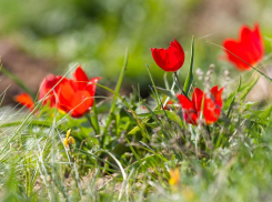 В Волгоградской области запускают единую экопрограмму для жителей