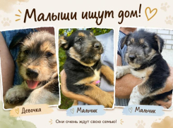 Остались без мамы. Трое щенков ищут дом 