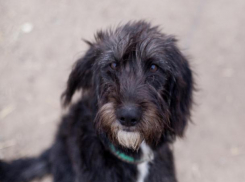 Малышка ищет семью для ПМЖ