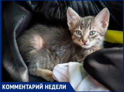 «Мы против усыпления здоровых питомцев»,- волжанка