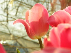 Международный женский день подарит волжанкам солнце