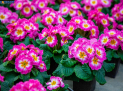 Ключи от рая скоро появятся в окрестностях Волжского