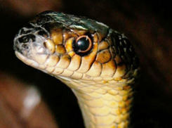 В поселке Краснооктябрьском змея заползла в продуктовый магазин