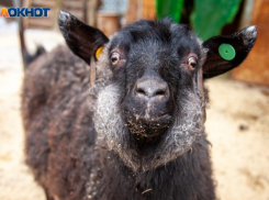 Пастух из Волжского незаконно продавал рогатый скот в Волгоградской области