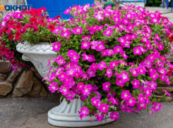 Администрация вовлекает волжан в дело благоустройства