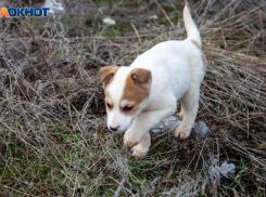 В Волжском возбудят уголовное дело из‑за агрессивных безнадзорных собак