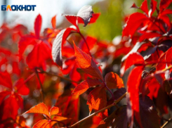 Запреты и традиции Харитонова дня рассказала волжская травница