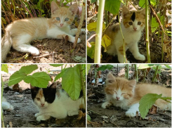 Маленькие комочки счастья ищут теплый дом: судьба брошенных котят в руках неравнодушных волжан