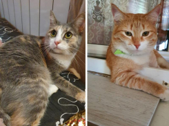 Две ласковые кошечки ищут новый дом в Волжском
