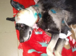 Рядом с волжским приютом нашли изувеченного пса