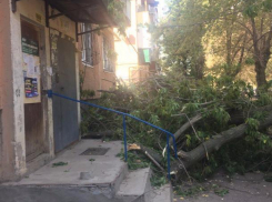 Огромные ветки дерева рухнули на подъезд жилого дома в Волжском